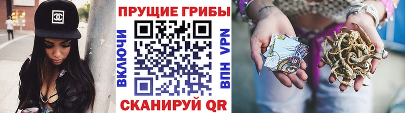 Псилоцибиновые грибы Psilocybine cubensis  Нарьян-Мар 